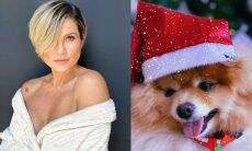 Flávia Alessandra encanta com foto de cachorrinhos com trajes natalinos . Foto: Reprodução Instagram