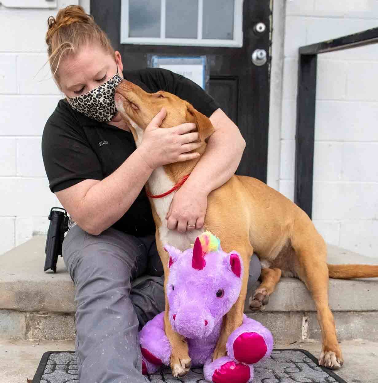 Cão de rua tenta roubar unicórnio de pelúcia 5 vezes até ganhar ele de presente. Foto: Reprodução facebook
