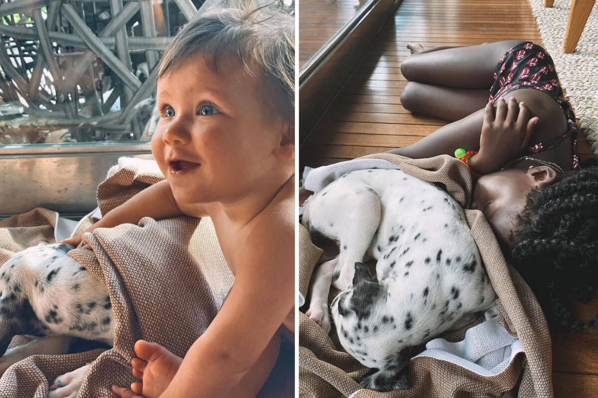 Bruno Gagliasso adota nova cachorrinha: "Bem-vinda a família"