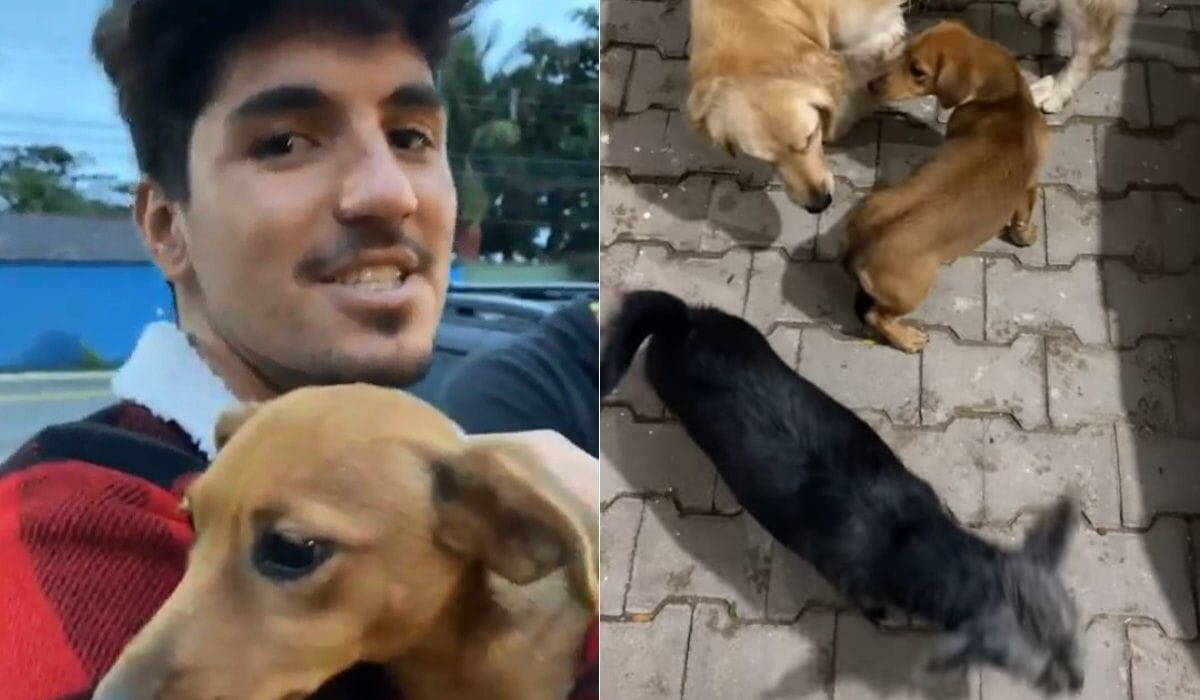 Gabriel Medina e Yasmin Brunet adotam duas cachorrinhas