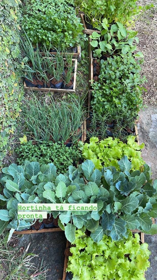 Cauã Reymond e Mariana Goldfarb exibem horta em casa: 'bem legal' (Foto: Reprodução/Instagram)